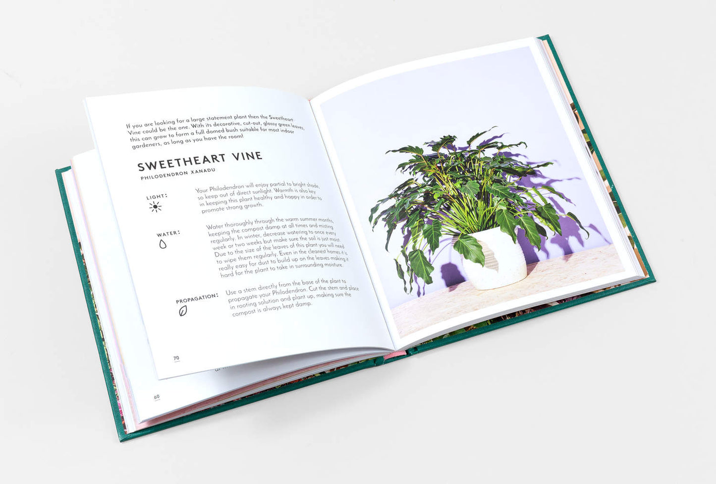 Little Book of House Plants and Other Greenery