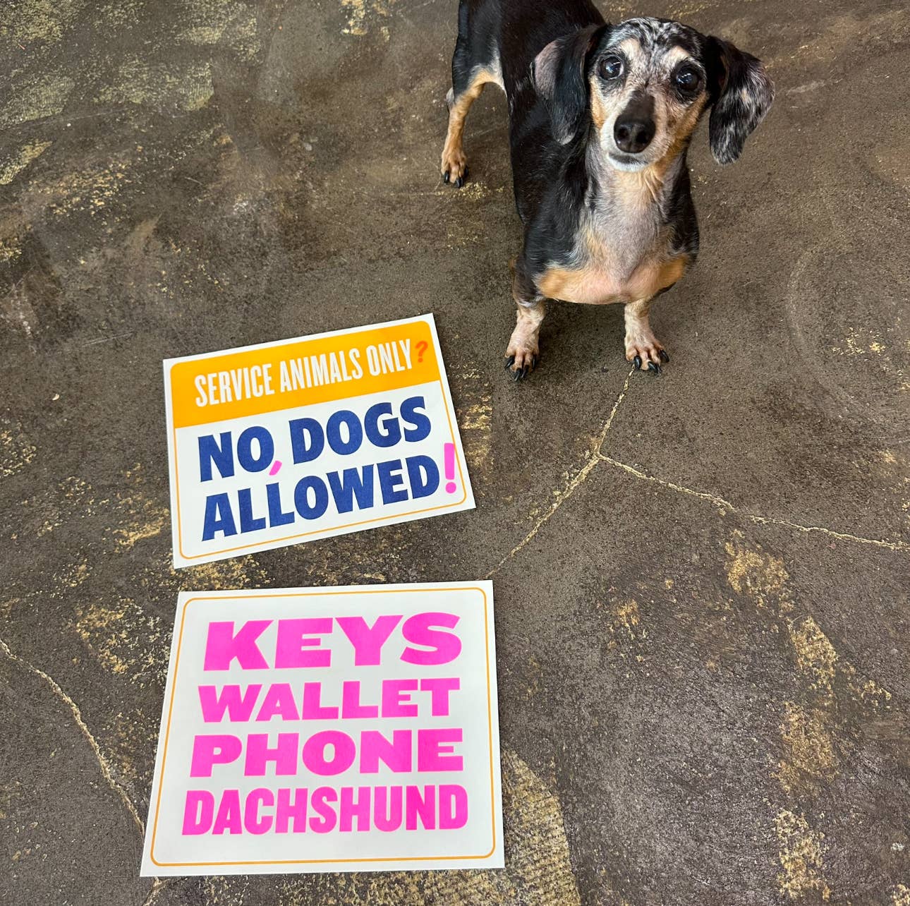 Keys Wallet Phone Dachshund Print