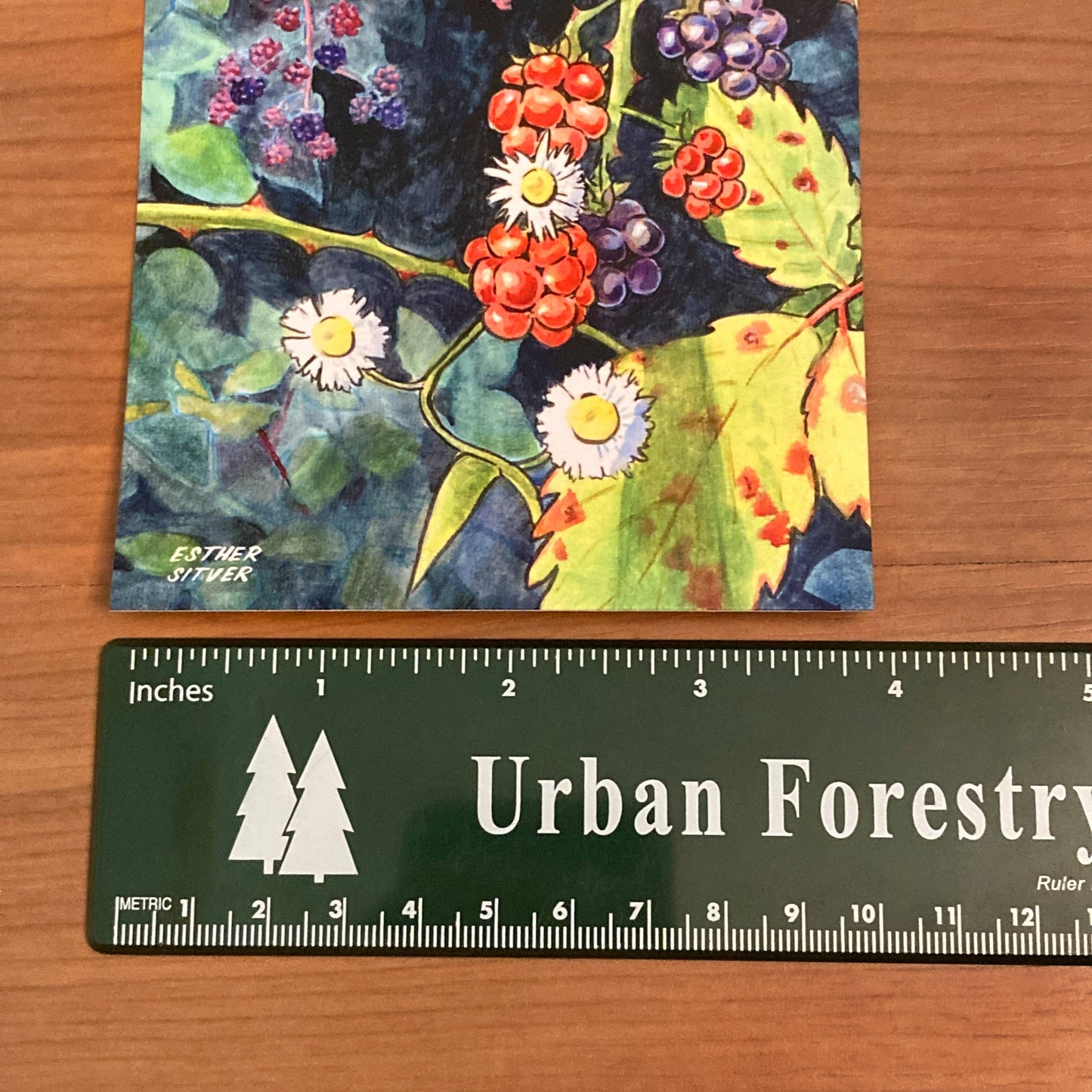 Blackberry Bramble Postcard
