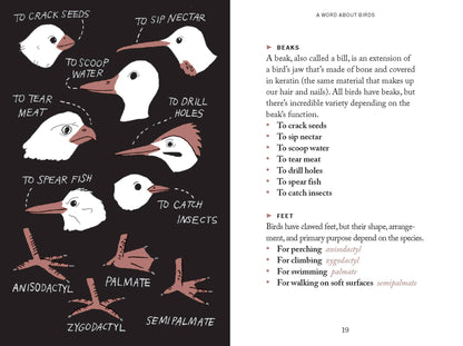 Pocket Nature: Bird-Watching