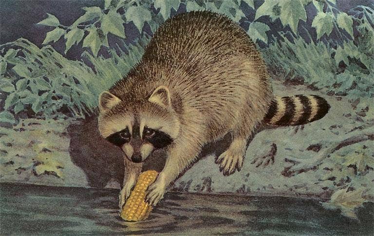 Raccoon Washing Corn Magnet